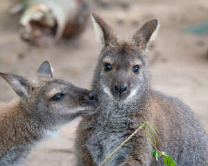 A pair of Bennets Wallabys Feeding Together