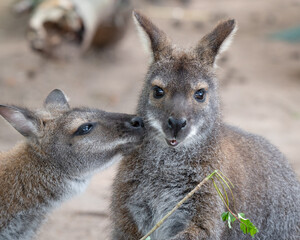 A pair of Bennets Wallabys Feeding Together