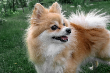 Pomeranian spitz, pom pom close up portrait. Dog in the natural environment