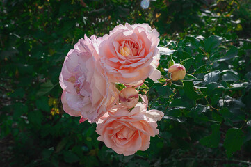Geisha rose. Peach floribunda rose in the sunny glare of sunset in the garden