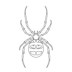 spider on a white background