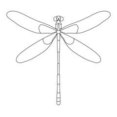 dragonfly vector illustration