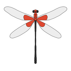 dragonfly isolated on white