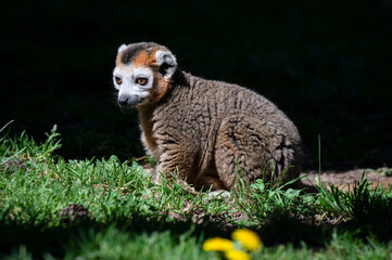 Male Crowned Lemur Resting on Grass