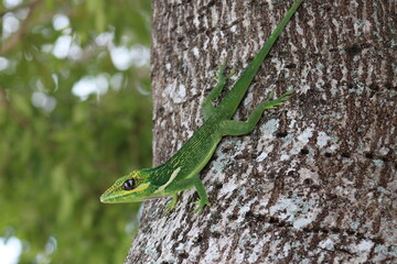 Green lizard Cuban knight anole on a tree trunk