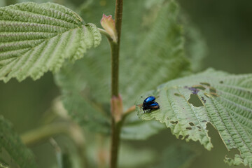 bugs on a leaf