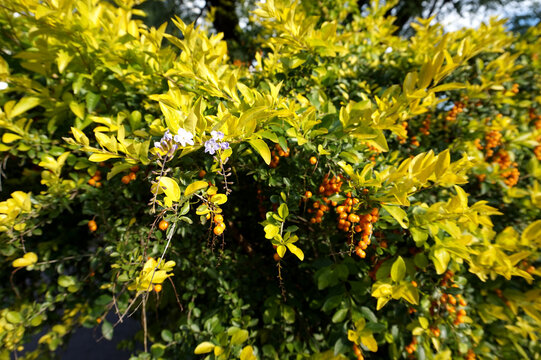 Purple flower and orange berry of duranta erecta in nature garden. Closeup shows tropical leaf and summer foliage. Great for floral decoration botanical background and exotic outdoor plant concept.