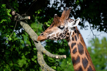 Rothschild Giraffe Close-up