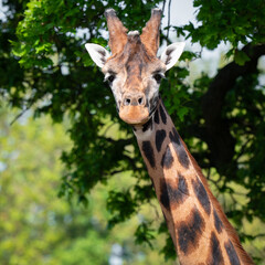 Rothschild Giraffe Close-up