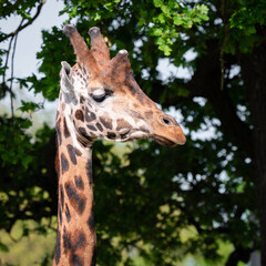 Rothschild Giraffe Close-up