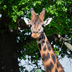 Rothschild Giraffe Close-up
