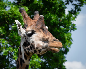 Rothschild Giraffe Close-up