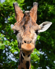 Rothschild Giraffe Close-up