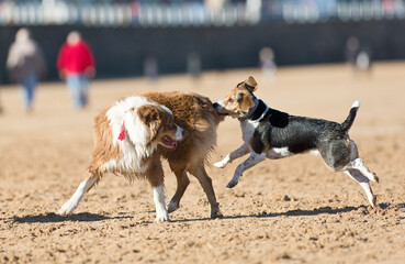 Dogs playing on the beach