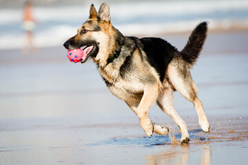 Dogs playing on the beach