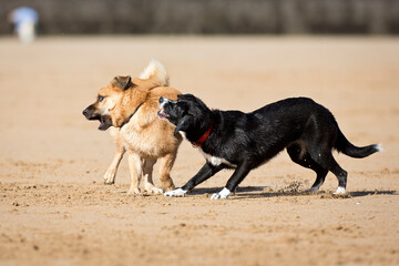 Dogs playing on the beach
