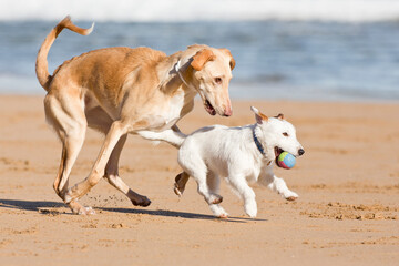 Dogs playing on the beach