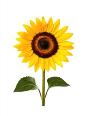 Fototapeta premium Sunflower with green stem and leaves