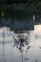 reflections in water lake