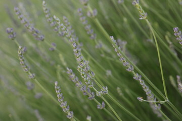 lavenders in the lavender garden in close-up