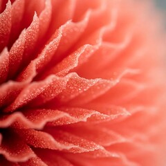 macro of pink dahlia flower