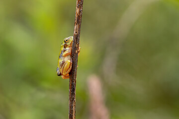 European tree frog (Hyla arborea) on branch in lush green habitat. Close-up of vibrant green amphibian. Ideal for wildlife, nature, and frog-themed stock content.