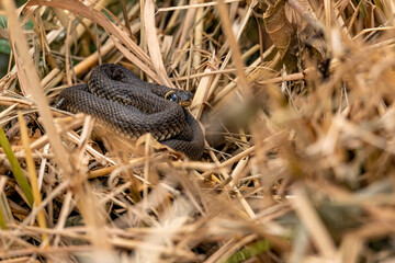 Close-up of a grass snake (Natrix natrix) coiled in dry reeds. Detailed wildlife photo of non-venomous European snake in natural habitat. Ideal for nature and reptile themes.