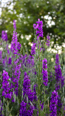 Obraz premium flowers of lavender