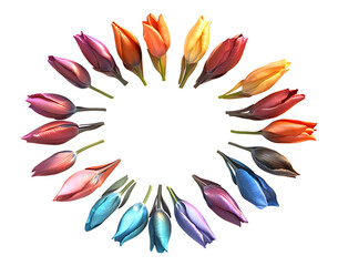 Fototapeta premium Vibrant Tulip Buds Arranged in a Colorful Circle