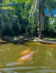 Two hippos swimming underwater seen from the surface of the water