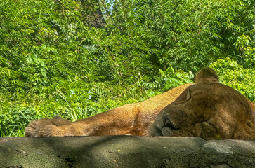 A lioness sleeping in the shade