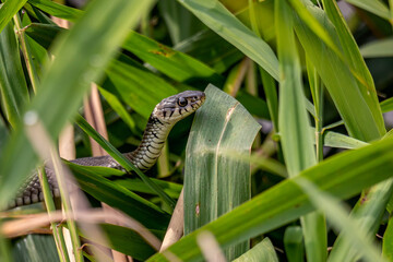 Close-up of a grass snake (Natrix natrix) coiled in dry reeds. Detailed wildlife photo of non-venomous European snake in natural habitat. Ideal for nature and reptile themes.