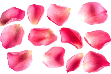 Delicate pink rose petals floral arrangement elegant aesthetic close-up view isolated on transparent background