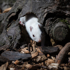 Albino Chipmunk in a Hole of a Tree
