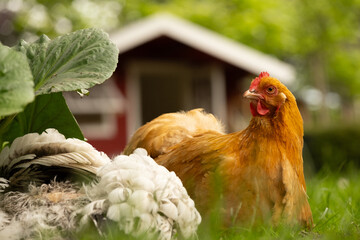 Nahaufnahme von braunem Huhn vor roter Gartenhütte