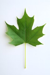 Green maple leaf isolated on a clean white background, showcasing intricate vein patterns and vibrant color, symbolizing nature's beauty and seasonal change