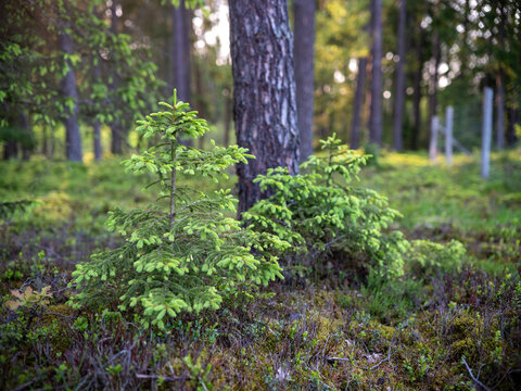 Young spruce saplings growing next to a large pine tree trunk. Spring time.