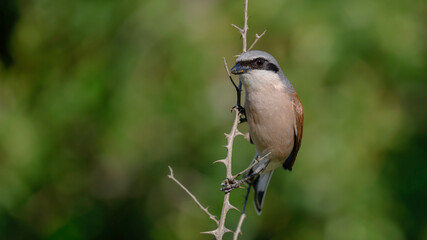 Red-backed Shrike bird perching on the branch