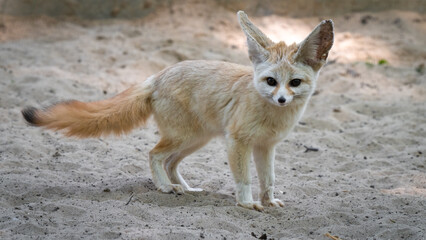 Captive Fennec Fox Standing on the Ground