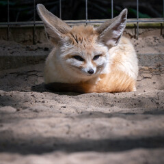 Captive Fennec Fox Resting