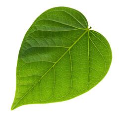 Closeup view of beautiful green leaf with visible veins isolated on white background
