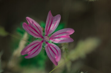 Fototapeta premium Close-up of a vibrant pink wildflower in bloom, showing detailed petals with magenta veins and a soft natural background.