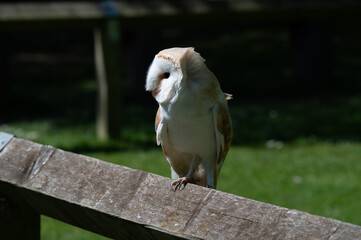 Barn Owl Perching on a Fence