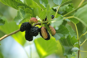blackberry on the street 