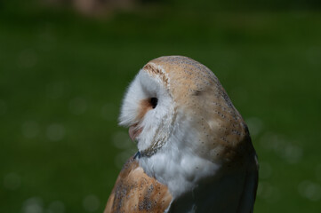 Barn Owl Perching on a Fence
