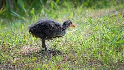 Baby Moorhen Walking on Grass