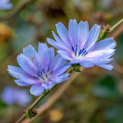 Fototapeta premium Close-up of two delicate chicory flowers in bloom, showcasing their soft blue petals.