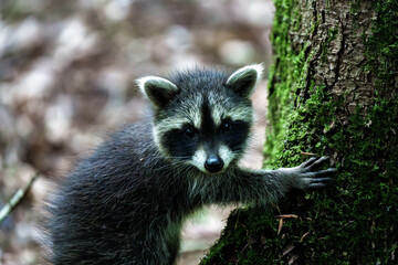 An Inquisitive Raccoon Engaging in the Delightful Activity of Climbing a Tree Amidst Nature