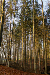 Obraz premium Tall evergreen trees standing majestically in a serene forest, with sunlight filtering through branches, casting gentle shadows on the forest floor, creating a peaceful and tranquil natural environmen