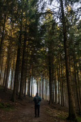 Individual wearing a backpack walking along a winding forest path surrounded by tall trees with golden leaves, capturing the essence of nature and adventure in a serene outdoor environment